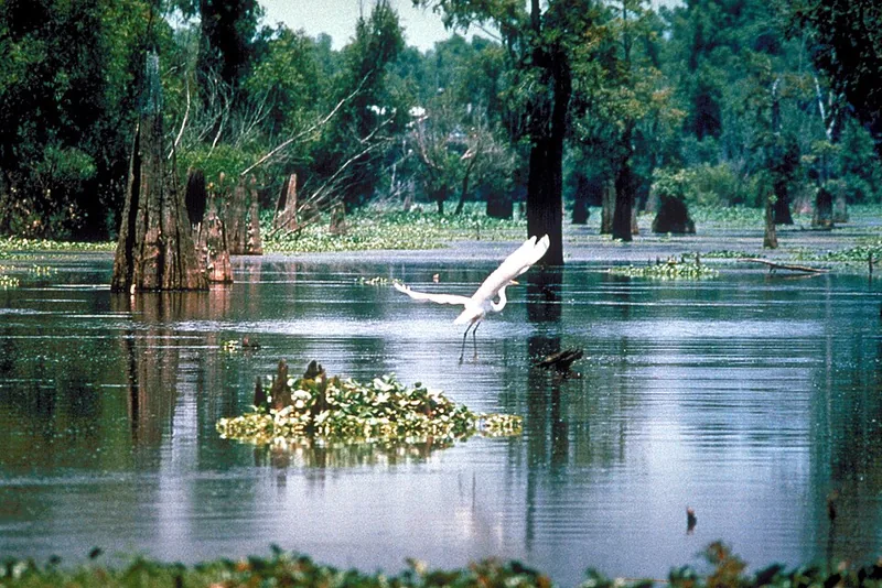Atchafalaya Basin swamp in Louisiana