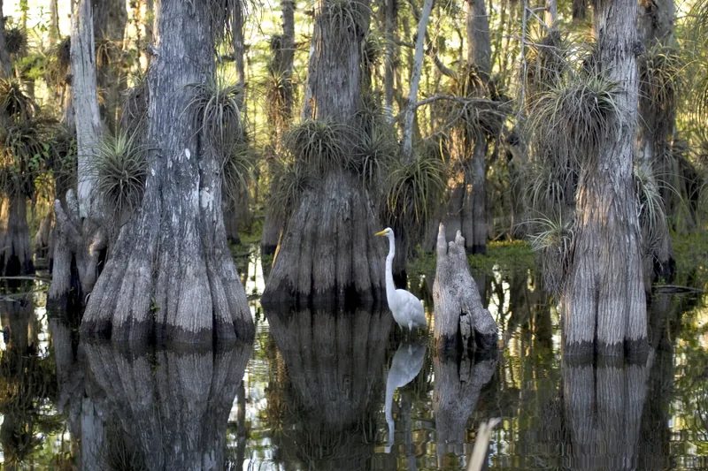 The Everglades in Florida, the best inshore fishing habitat on Earth